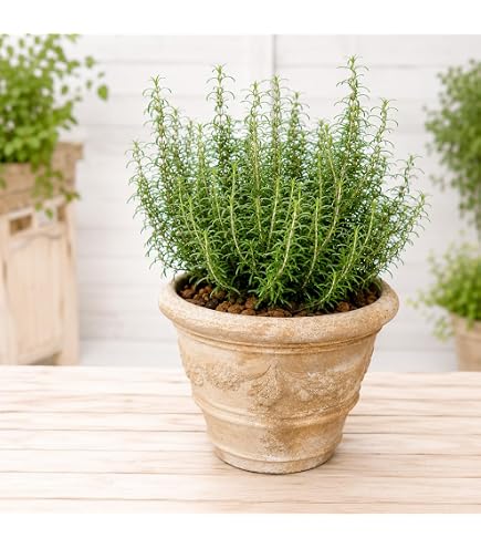 Amazon.co.jp: ボリューム有り ローズマリー 立性 鉢植え 観葉植物 苗