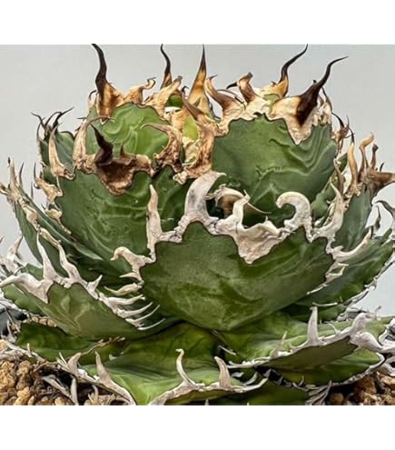 Amazon.co.jp: HL-44 多肉植物 アガベ チタノタ SHAQ シャック 子株