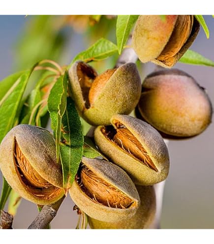 姫クルミの苗 2本 匿名配送 楽天市場】姫くるみ 苗の通販