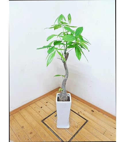 Amazon｜ユタエンシス 陽炎 エボリスピナ 発根管理中 陶器ごと｜観葉
