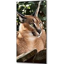 タイアート　絵画 Amazon | ZGMAXCL 5D ダイヤモンドアート セット 絵画 装飾壁の