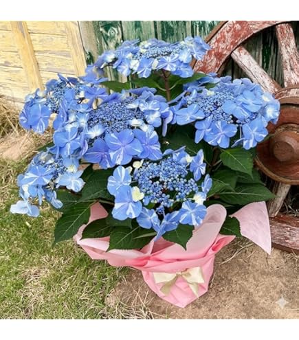 Amazon｜あじさい 鉢植え フラワー アジサイ 紫陽花 5号鉢 (万華鏡