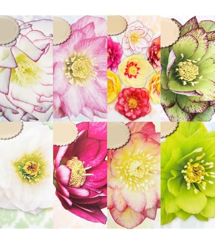 Amazon.co.jp: クリスマスローズ 苗 5色 アソートセット 7.5cm