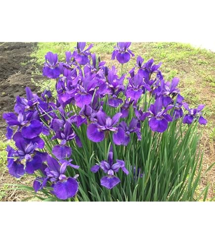 Amazon.co.jp: 菖蒲湯に使う菖蒲の株 5芽 : DIY・工具・ガーデン