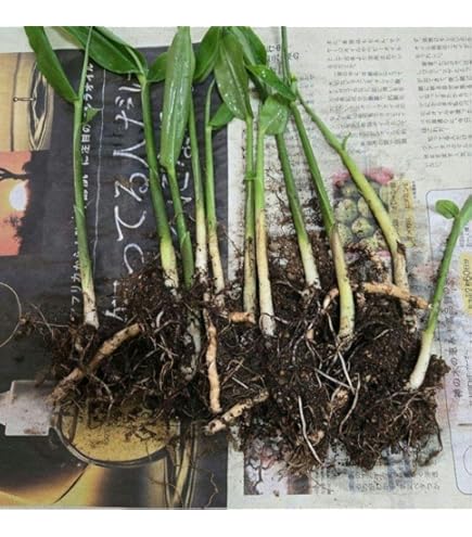 Amazon.co.jp: 秋みょうが 2株 種株 種球根 家庭菜園 みょうが