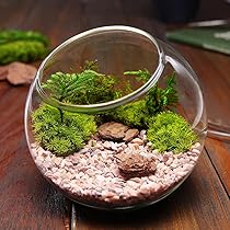 【美品】MOSS LEGIT 163cm Amazon.co.jp: 【公式】ゴルフ距離計 プレミアムモデル 【2025年