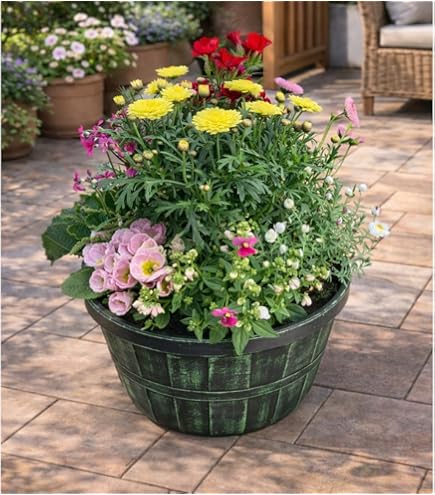 Amazon｜ドロソフィルム ルシタニクム 7.5cmスリット植え 2株｜観葉