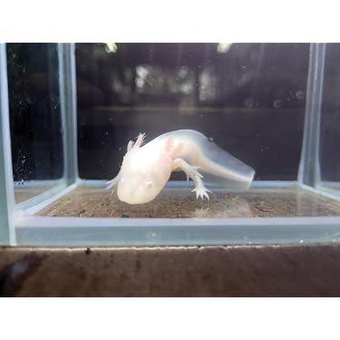Amazon.co.jp 最新リリース: 生体（観賞魚・水中生物） の新着