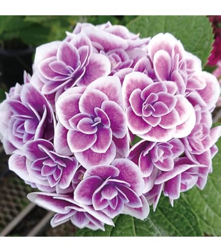 切花　紫陽花　ダズル　1本　サムライ2本 アジサイ 苗 苗木 スクロスワッカーバート外 1株