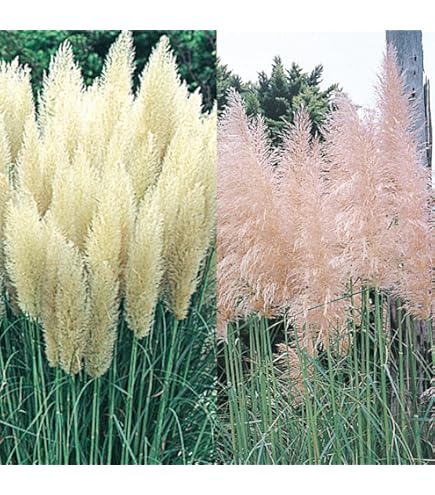 高品質★超特大130㎝　パンパスグラス10本 2WAY超ハイヒール厚底パンプス （パンプス）｜ESPERANZA