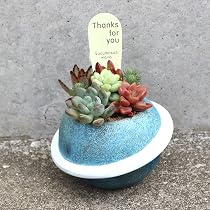 Amazon.co.jp: 多肉植物 寄せ植え