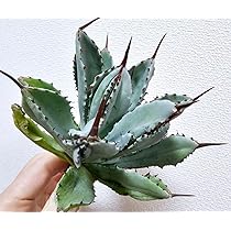 Amazon.co.jp: アガベ ポタトラム キュービック 大きめ 極上苗