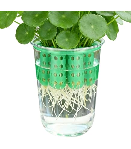 Amazon.co.jp: 水耕栽培器 ユーイング グリーンファーム キューブ Red