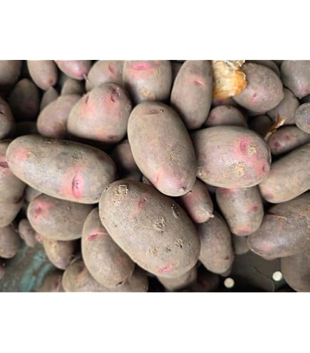 Amazon.co.jp: 北海道剣淵産 ドラゴンレッド（M～L混）10Kg 北海道産