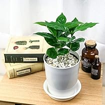 コーヒー(珈琲)の木 鉢付き コーヒーの木 L | 鉢カバー付き - 観葉植物・多肉植物の販売