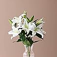 ハナプロ(HANAPRO) ユリ 生花 花束 レギュラー 花のプロが厳選 【大田市場直送】 白系