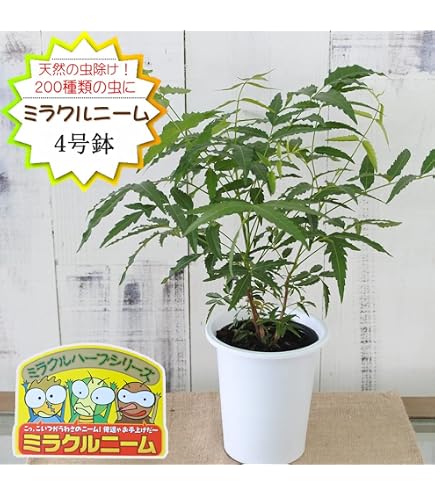 Amazon.co.jp: 【種子】Azadirachta indica◇インドセンダン/ミラクル