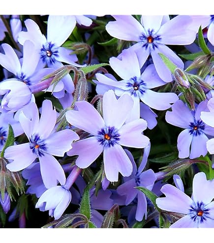 Amazon.co.jp: 芝桜 エメラルドクッションブルー（青）【10Potセット