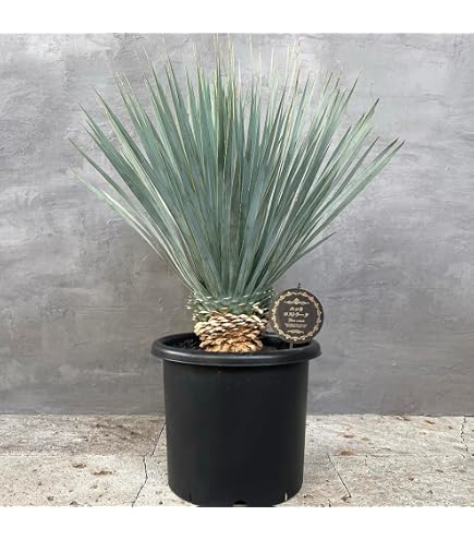 Amazon.co.jp: Yucca ユッカ キミガヨラン 子株 発根済み 株 ドライ