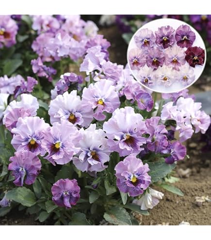 Amazon.co.jp: 苗4株塊根 オシロイバナ ミックス色 おしろい花 白粉花