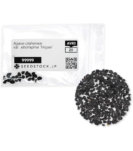 Amazon.co.jp: SEEDSTOCK アガベ パリー トランカータ 種子 50粒