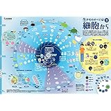文部科学省『一家に１枚』ポスター 生きものすべては細胞から（iPS細胞研究所監修）A2判