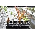 園芸農家から新鮮な苗をお届けします。 ハイドロカルチャー 観葉植物 オアシス苗４種×2 [ソテツ、パーコン、レインボー、トネリコ]
