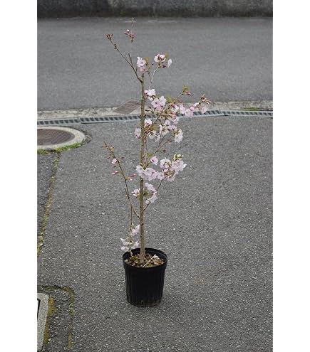Amazon.co.jp: Sakura Sapling, Yoshino Yomei (Someyoshino) 1st