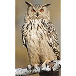 フクロウ FVGA(480×800)壁紙 Eulen 2021: Broschuerenkalender mit Ferienterminen. Eulen, Jaeger der Nacht フクロウ FVGA(480×800)壁紙 Eulen 2021: Broschuerenkalender mit Ferienterminen. Eulen, Jaeger der Nacht