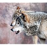 オオカミ QHD(1080×960) Wolves 2021 (Wonderful World) オオカミ QHD(1080×960) Wolves 2021 (Wonderful World)