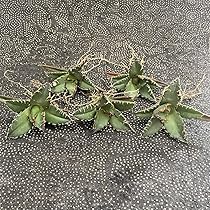 AGAVE TITANOTA イタリアメリクロン変異ロット株（子株付き） チタノタ（オテロイ）「イタリアメリクロン株」の成長記録＆育て