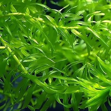 Amazon.co.jp ほしい物ランキング: 生体（水草） で、ほしい物