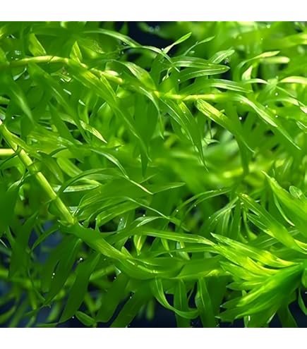 Amazon.co.jp: [水草] 国産 アナカリス10本(おもり付き） 国産 無農薬