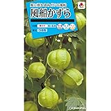 タキイ種苗 風船かずら