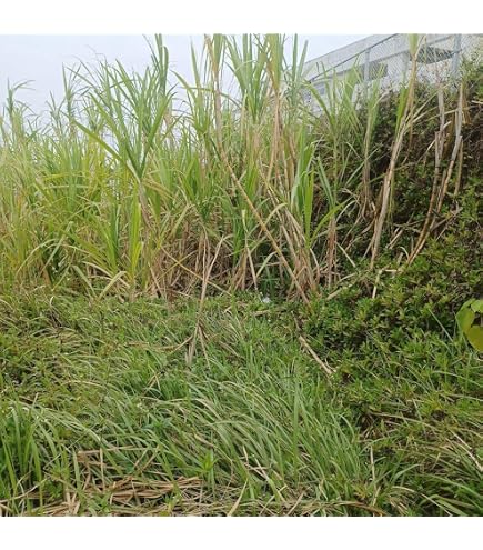 Amazon.co.jp: （星の砂 おまけ付き）植付け用さとうきび苗（2節苗）20