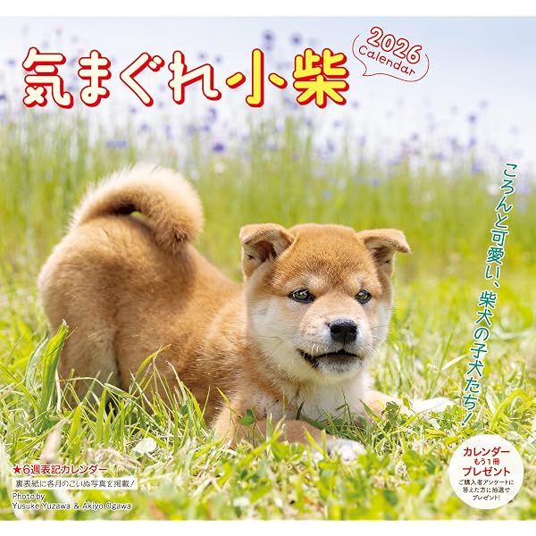 カレンダー2025 ふくふくしばいぬ(月めくり/壁掛け) (インプレス
