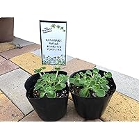 Amazon Co Jp 売れ筋ランキング 花の苗 の中で最も人気のある商品です