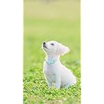 犬 QHD(540×960)壁紙 いぬのきもち大判カレンダー2024 犬 QHD(540×960)壁紙 いぬのきもち大判カレンダー2024