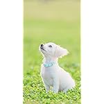 犬 iPhone SE/8/7/6s(750×1334)壁紙 いぬのきもち大判カレンダー2024 犬 iPhone SE/8/7/6s(750×1334)壁紙 いぬのきもち大判カレンダー2024