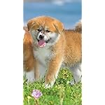 犬 XFVGA(480×854)壁紙 秋田犬 犬 XFVGA(480×854)壁紙 秋田犬