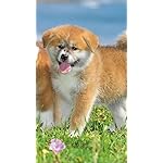 犬 QHD(540×960)壁紙 秋田犬 犬 QHD(540×960)壁紙 秋田犬