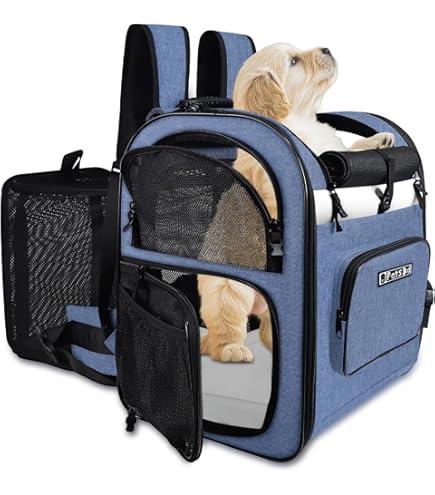 In Cabin Allegiant Spirit Airlines Dog Carry On Petskd Pet