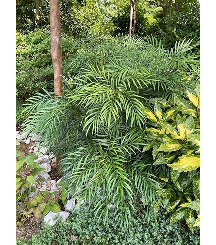 マホニアコンフューサ　大株　H1.45m(鉢底から) Amazon.co.jp: マホニアコンフューサ 鉢植え 常緑樹 細葉