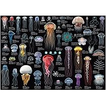 810xnszZInL._AC_UL210_SR210,