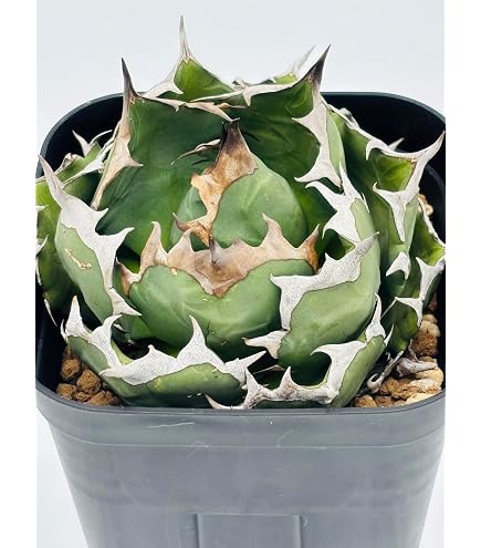 Amazon｜アガベ チタノタ 豆豆龍/Agave titanota 'Totoro' /観葉植物