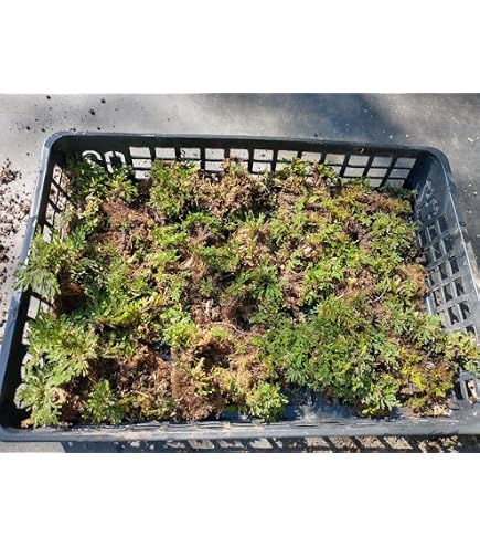 Amazon.co.jp: 岩松 イワヒバ 岩ヒバ 盆栽 山野草 高山植物 312 : DIY