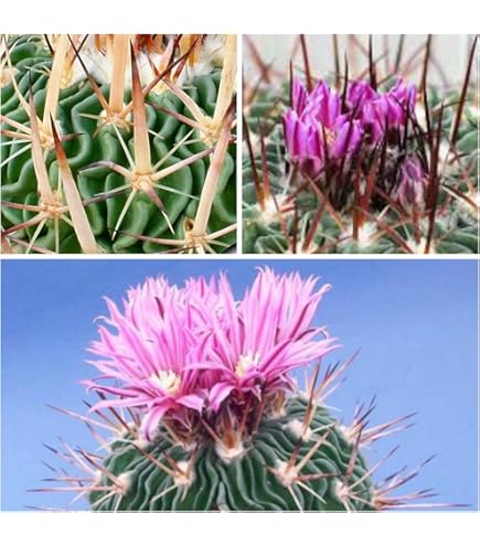 コピアポア KPCLナンバー各種 54種類セット 各5粒ずつ Amazon.co.jp: 【種子】Copiapoa Coquimbana◇コピアポア