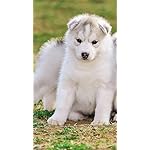 犬 XFVGA(480×854)壁紙 シベリアン・ハスキー 犬 XFVGA(480×854)壁紙 シベリアン・ハスキー