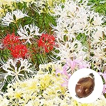 811kWL75wKL._AC_UL210_SR210,