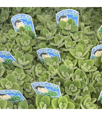 Amazon.co.jp: 【華みやび】 アロマティカス 9cmポット ポット入り宅配